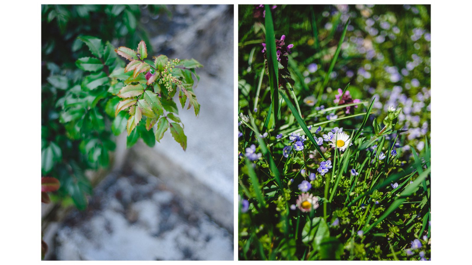 Festetich Kastély és Zsuzsanna Hotel