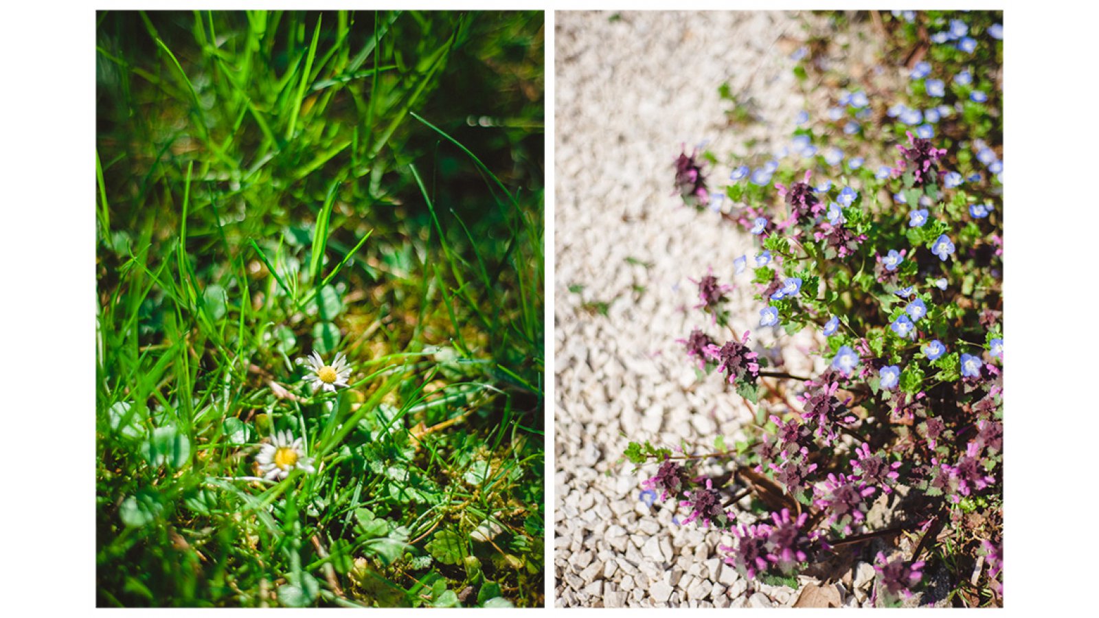 Festetich Kastély és Zsuzsanna Hotel