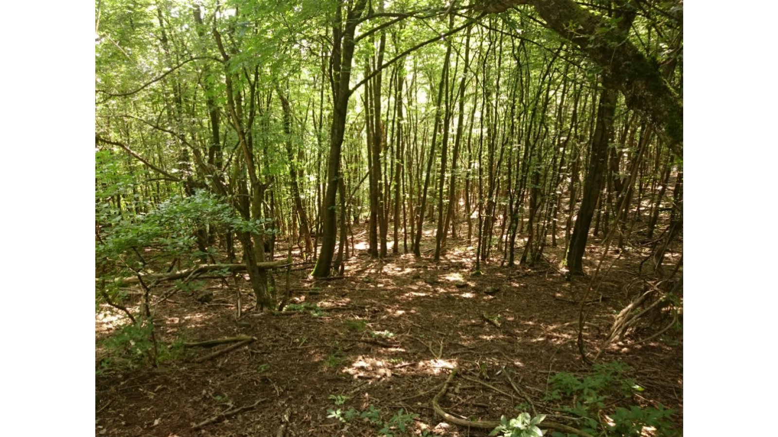 Szent Orbán Erdei Wellness Hotel