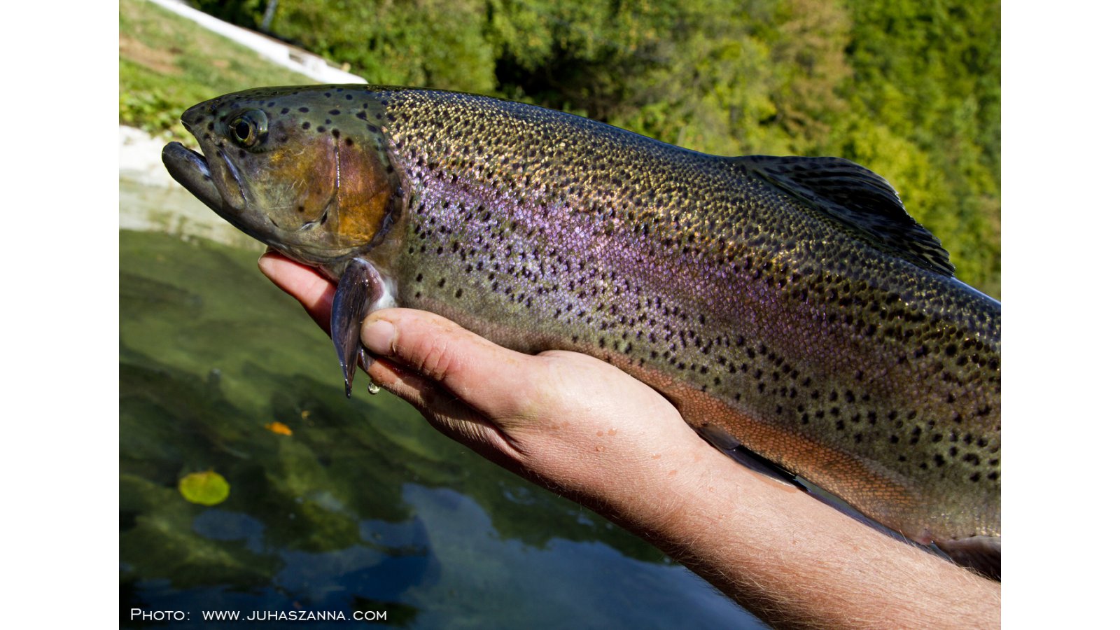 Hotel Tókert Szálloda és Étterem