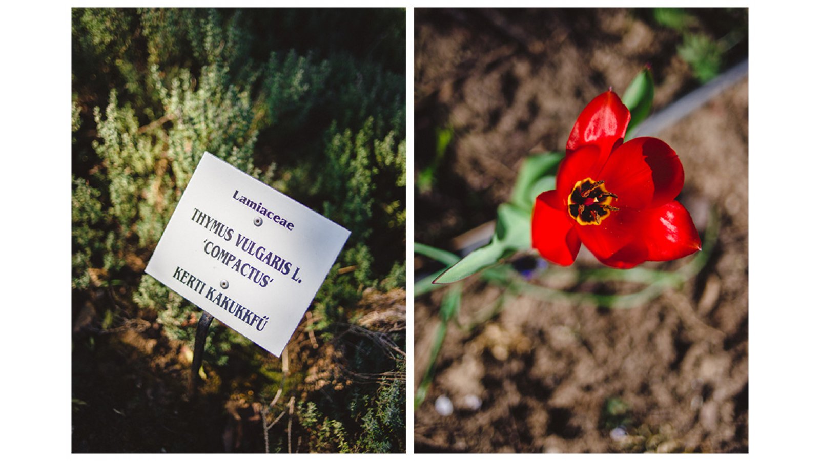 Festetich Kastély és Zsuzsanna Hotel
